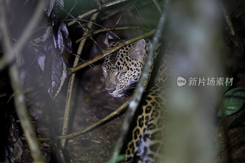 动物:成年雌豹(Panthera pardus)。